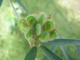 Image result for Eriosema laurentii