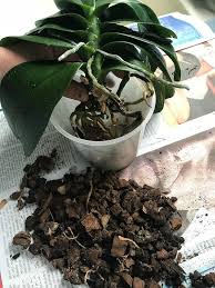 Follow the steps below to give your orchid the space and soil it needs to keep growing happy and healthy. Phalaenopsis Orchid Repotting The Step By Step Process