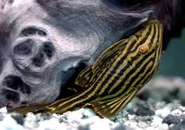 Poisson Nettoyeur Wikipedia