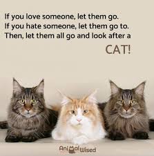 At the shrine of friendship never say die, let the wine of. 65 Cute Quotes About Cats