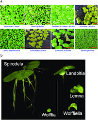 Image result for Wolffiella