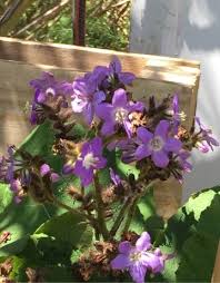 Image result for Wigandia