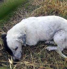 tecavuze ugrayan hayvanlar olur cunku