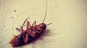 Check spelling or type a new query. Cum Sa Eliminati Gandacii Sfaturi Si Produse Utile