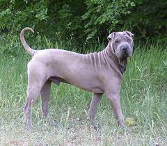 The Chinese Shar Pei 10 Cool Facts Activphy