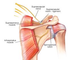 The levator scapulae muscle originates from the transverse processes of the cervical vertebra and infraspinatus muscle originates and sits in the infraspinous fossa of the scapula. A Tiny Nerve In The Shoulder Can Create So Much Trouble All You Need To Know About The Suprascapular Nerve Shoulder Elbow