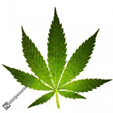 Subiectul legalizarii marijuana a ajuns in spatiul public si in romania, insa niciodata la nivel de proiect sau dezbatere reala. SurprizÄ In Sua Americanii Au Votat Masiv Pentru Legalizarea Marijuanei Ar Putea Deveni LegalÄ In Washington Stiri Pe Surse Cele Mai Noi Stiri
