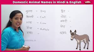 ऊंट बच्चे को हिंदी में बुलाया. Domestic Animal Names In Hindi And English Learn English In Hindi Farm Animals For Kids Youtube