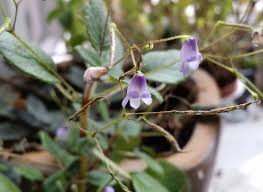 Image result for Streptocarpus eylesii