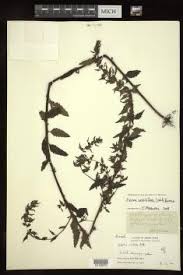 Image result for Alectra vogelii