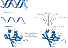 The term has special significance in the law of contracts and the law of sales. Importance Of Post Translational Protein Modification Png Rna Seq Blog