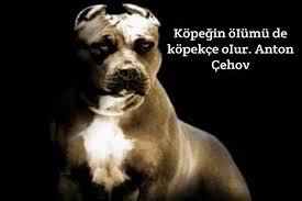 Kopekler Ile Ilgili Anlamli Sozler En Guzel Sozler Ve Mesajlar