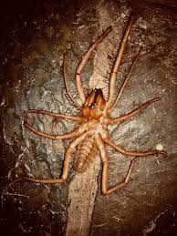 When they run, they use them kind of like antennae or long. Sun Spider Camel Spider They Belong To The Family Solifugae And Are Neither True Spiders Nor True Scorpions They Can Grow Up To 15cm In Length Natureismetal