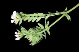 Image result for Antopetitia abyssinica