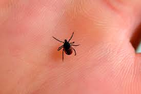 Lyme Disease Patients Fight For Their Lives While Academics Fight Each Other That S Just Wrong