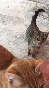 kediler ciftlesince hemen hamile kalir mi kedi hayvanlari blog