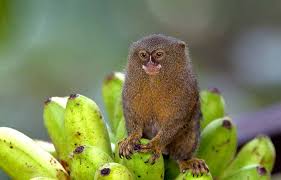 And it's always advisable to have at least 2 of them because they need companionship and socialization to thrive. How Much Do Finger Monkeys Cost Petaddon