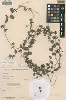 Image result for Indigofera drepanocarpa