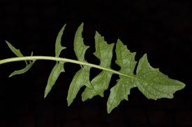 Image result for Sisymbrium orientale