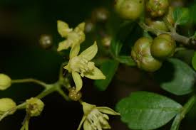 Image result for Harrisonia