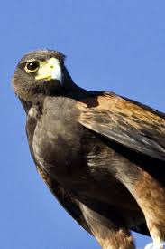 Birds Of Southern Arizona Book Tucson A Sonoran Desert Delight Surrounded By Mountain Ranges Bookended By Saguaro National Park Snags A Spot On Top 2 With Images Birds Of Prey Nature Beautiful Birds