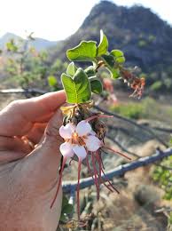 Image result for Stathmostelma welwitschii