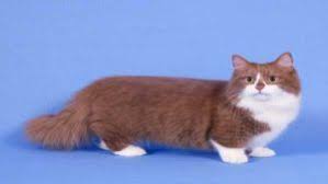 en tartismali kedi irklarindan biri munchkin kediler ve yavrulari hayvanlar kedi