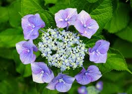 You can cut back a badly overgrown 'annabelle' hydrangea to just above soil level in winter after the shrub goes dormant. Hydrangeas How To Plant And Care For Hydrangea Shrubs The Old Farmer S Almanac