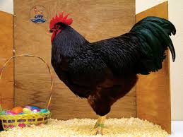 Egyptian huque qme, ukil ma. The History Of Rhode Island Red Chickens Backyard Poultry