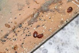 Image result for bedbugs on mattress