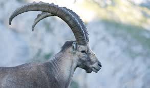 Image result for ibex