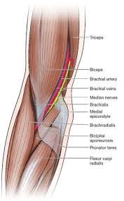 Image result for Biceps Tendon Injection