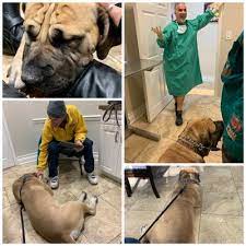 Our staff is committed to providing outstanding customer. 4 Paws Animal Hospital 15 Photos 31 Reviews Veterinarians 90 County Rd 520 Morganville Nj United States Phone Number