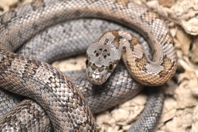 "Serpiente rata": descubren misterioso reptil que tiene en jaque a los  científicos - El Heraldo de México