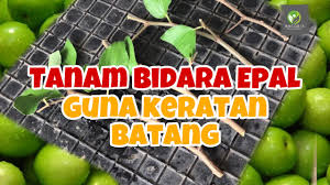Pokok rendang dan rendah malah cepat berbuah memberi satu keistimewaan pada pokok kundang hybrid. Cara Tanam Bidara Epal Guna Keratan Batang How To Plant Jujube Ziziphus Mauritiana From Cutting Youtube