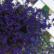 Lobelia Border Of West Facing Bed With Images Planting Flowers Flower Seeds Flower Garden Plans