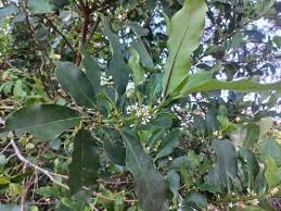 Image result for Tricalysia bagshawei