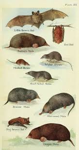 Garden or domestic jobs are usually only one or two moles, but the molecatcher still has to make several visits to complete the task, so per mole price is higher than an agricultural rate. Scientific Illustration Scientific Illustration Animal Illustration Animal Drawings