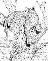 Leopard Sits On Tree Animal Coloring Pages Super Coloring Pages Animal Coloring Books