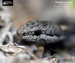 Maybe you would like to learn more about one of these? Galapagos Conservation Trust Happy Worldsnakeday We Love Snakes Especially The Galapagos Racer It Is One Of The Few Endemic Snakes Found In Galapagos And Is Unique In That It Has
