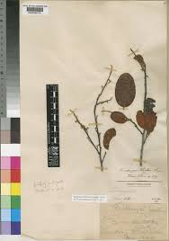 Image result for Diospyros kirkii