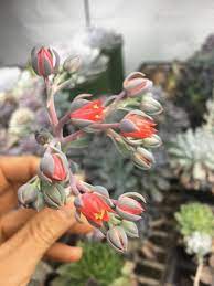 This succulent is commonly called wild grape because it produces clusters of red fruits that resemble grapes. Growing And Propagating Succulents Farmette Flowers