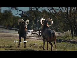 His competitor hit the golf ball so hard, it hit fowler's car. Farmers Insurance Billy Goat Dailymotion Video