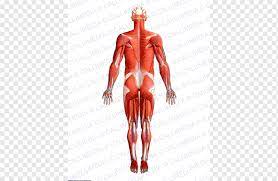 Muscle Homo Sapiens Human Anatomy Physiology Muscular System Others Human Anatomy Arm Png Pngwing