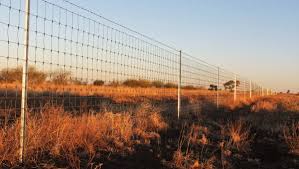 Tim curtis runs a self replacing sheep operation supplying meat to the local market. Cluster Fences Under Fire From Kangaroo Industry Queensland Country Life Queensland
