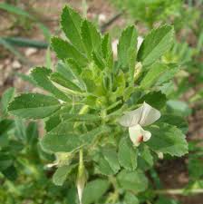 Image result for Trigonella foenum-graecum