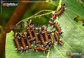 Maybe you would like to learn more about one of these? Milkweed Tussock Moth Euchaetes Egle