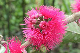 Image result for Syzygium niassense