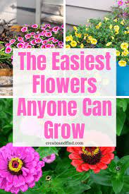 Check spelling or type a new query. The Easiest Flowers To Grow And They Re Cheap Too Easiest Flowers To Grow Easy To Grow Flowers Container Gardening Flowers