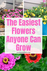 I'm going to look up the best summer flowers to plant in our maryland garden. The Easiest Flowers To Grow And They Re Cheap Too Easiest Flowers To Grow Easy To Grow Flowers Container Gardening Flowers